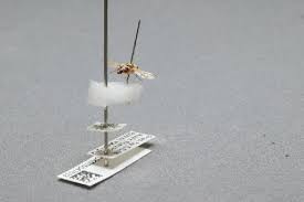 Attēlu rezultāti vaicājumam “Tetanops myopina”