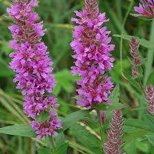 Image result for Lythrum salicaria