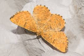 Attēlu rezultāti vaicājumam “Angerona prunaria”