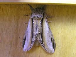 Attēlu rezultāti vaicājumam “Pheosia tremula”