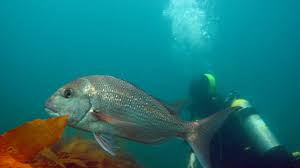 Image result for Pagrus auratus