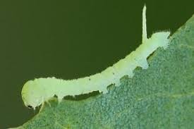 Attēlu rezultāti vaicājumam “Laothoe amurensis”