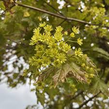 Attēlu rezultāti vaicājumam “Acer platanoides flower”
