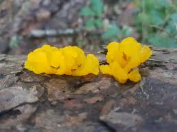 Attēlu rezultāti vaicājumam “Dacrymyces chrysospermus spores”