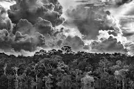 Image result for sebastiao salgado