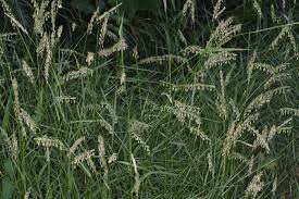 Attēlu rezultāti vaicājumam “Elytrigia repens subsp. arenosa”