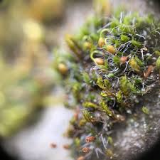 Attēlu rezultāti vaicājumam “Schistidium apocarpum young”