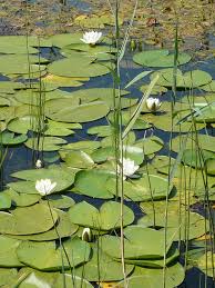 Attēlu rezultāti vaicājumam “Nymphaea alba leaf”