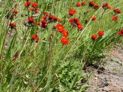 Image result for Hieracium aurantiacum