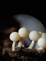 Attēlu rezultāti vaicājumam “Diderma floriforme macro”