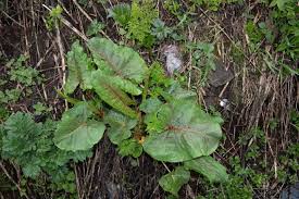 Attēlu rezultāti vaicājumam “Rumex confertus fruit”