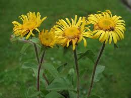 Image result for Inula hirta
