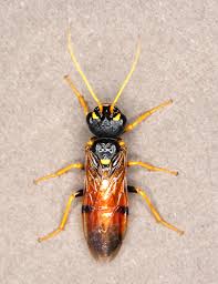 Attēlu rezultāti vaicājumam “Acantholyda erythrocephala”