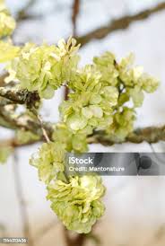 Attēlu rezultāti vaicājumam “Ulmus glabra flower”