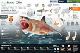 Image result for Carcharodon carcharias