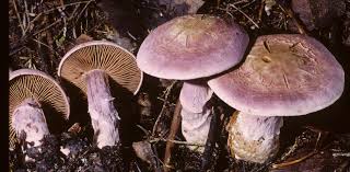 Attēlu rezultāti vaicājumam “Cortinarius traganus”