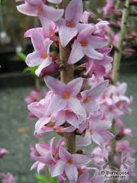 Attēlu rezultāti vaicājumam “Daphne mezereum flower”