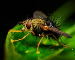 Attēlu rezultāti vaicājumam “Tachinidae”