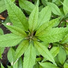 Attēlu rezultāti vaicājumam “Cnidium dubium leaf”