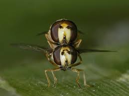 Attēlu rezultāti vaicājumam “Eupeodes corollae”