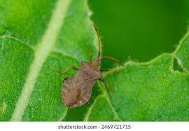 Attēlu rezultāti vaicājumam “Heteroptera”