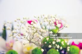 Attēlu rezultāti vaicājumam “Gypsophila paniculata bud”