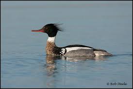 Attēlu rezultāti vaicājumam “Mergus serrator”