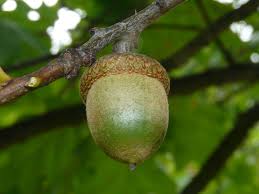 Attēlu rezultāti vaicājumam “Quercus rubra fruit”