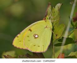 Attēlu rezultāti vaicājumam “Colias croceus underside”