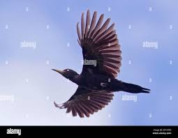 Attēlu rezultāti vaicājumam “Dryocopus martius adult”