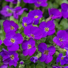 Image result for Aubrieta hybrida (cultorum)