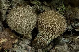 Attēlu rezultāti vaicājumam “Lycoperdon echinatum”