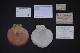 Image result for Placopecten magellanicus