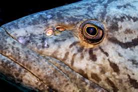 Image result for Epinephelus tukula