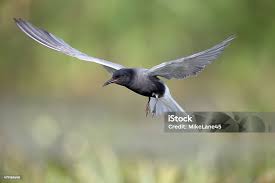 Attēlu rezultāti vaicājumam “Chlidonias niger”