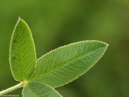 Attēlu rezultāti vaicājumam “Trifolium montanum”