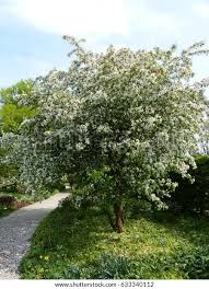 Attēlu rezultāti vaicājumam “Malus x zumi”