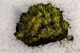 Attēlu rezultāti vaicājumam “Dicranum scoparium”