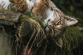 Image result for Lancashire Lynx