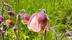 Attēlu rezultāti vaicājumam “Geum rivale fruit”