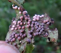 Attēlu rezultāti vaicājumam “Diderma testaceum young”