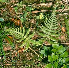 Attēlu rezultāti vaicājumam “Phegopteris connectilis”