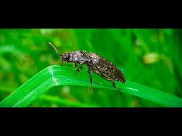 Attēlu rezultāti vaicājumam “Agrypnus murinus”