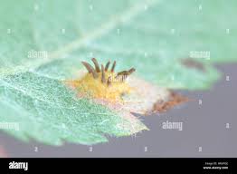 Attēlu rezultāti vaicājumam “Gymnosporangium cornutum”