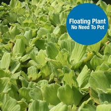 Attēlu rezultāti vaicājumam “Pistia stratiotes leaf”