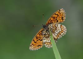Attēlu rezultāti vaicājumam “Mellicta athalia underside”