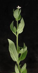 Attēlu rezultāti vaicājumam “Epilobium montanum leaf”