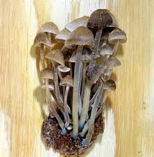 Attēlu rezultāti vaicājumam “Mycena amicta”