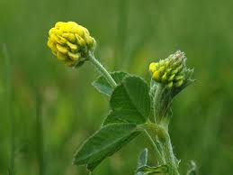Attēlu rezultāti vaicājumam “Medicago lupulina bud”