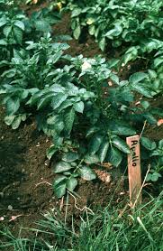 Attēlu rezultāti vaicājumam “Solanum tuberosum leaf”